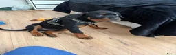 Rottweiler dogs for sale: Rottweiler 5 month old male called Titan  in Bath - Advert 4