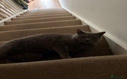 British Shorthair cats for sale: Re homing my two cats  - Image 9