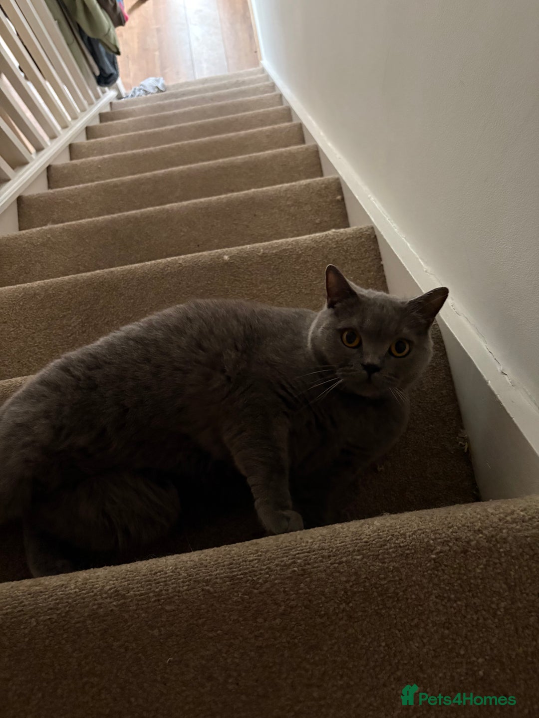 British Shorthair cats for sale: Re homing my two cats  - Image 9