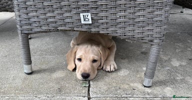Labrador Retriever dogs - Advert 5