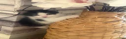 Mixed Breed cats for sale: Beautiful half rag doll kittens  - Advert 8