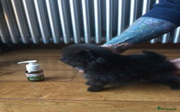 Pomeranian dogs for stud: Chocolate Stud Kc Registered ,Embark tested in Runcorn - Image 23