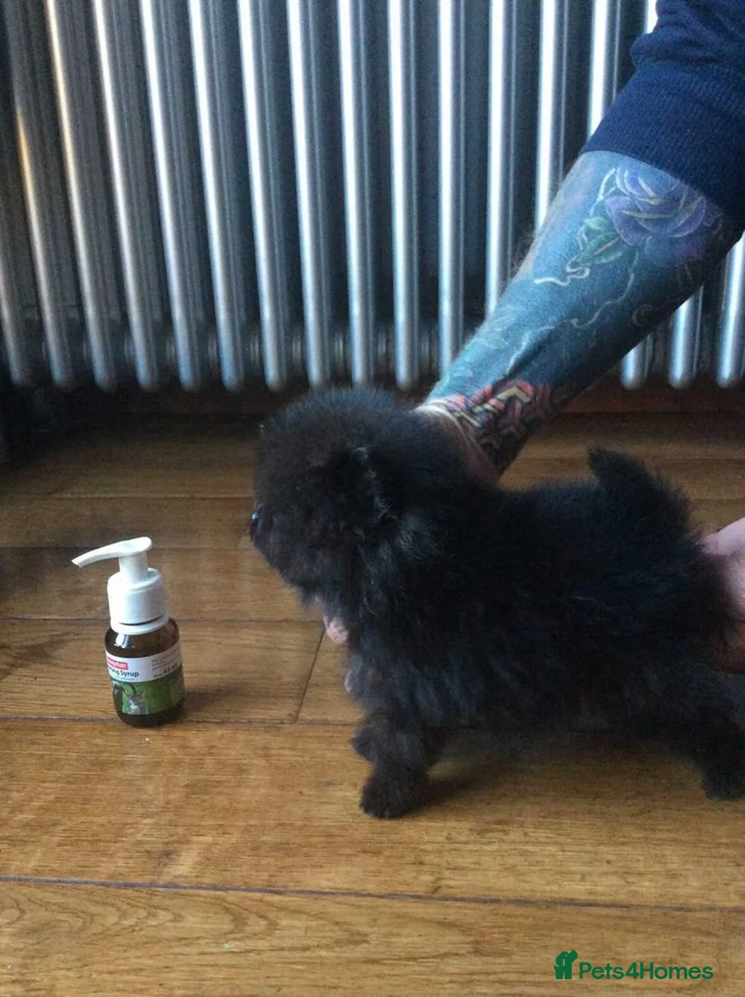 Pomeranian dogs for stud: Chocolate Stud Kc Registered ,Embark tested in Runcorn - Advert 23