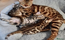Bengal cats for sale: Beautiful Bengal kittens  - Image 2
