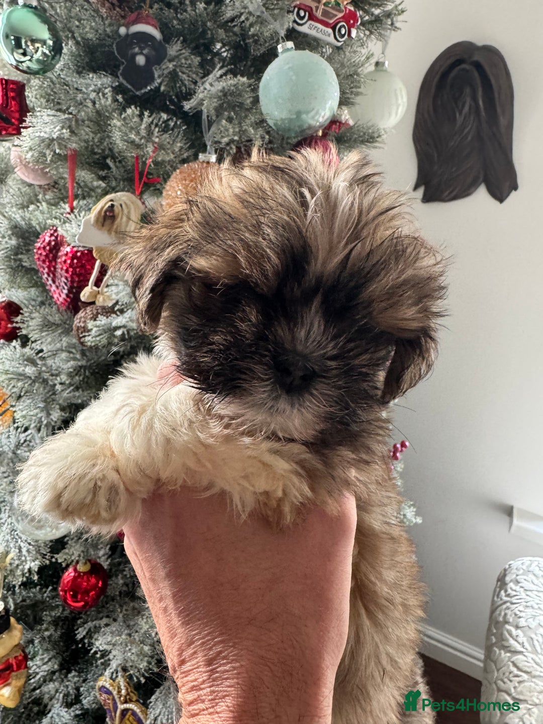 Lhasa Apso dogs for sale: KC reg female Lhasa apso puppy PRA clear  - Advert 4
