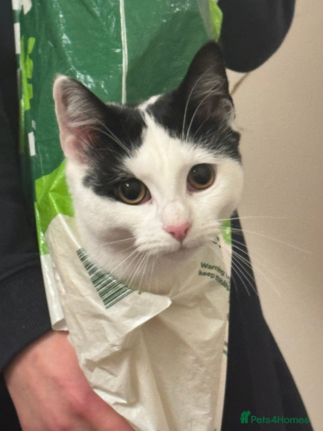 Mixed Breed cats for sale: My baby Luna - Advert 7