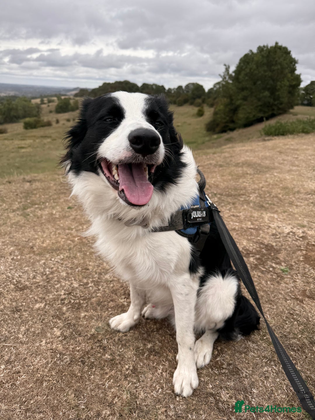 Border Collie dogs for sale: Looking for forever home for my boy - Advert 1