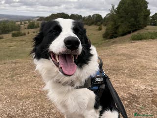 Border Collie dogs Looking for forever home for my boy - Advert 4