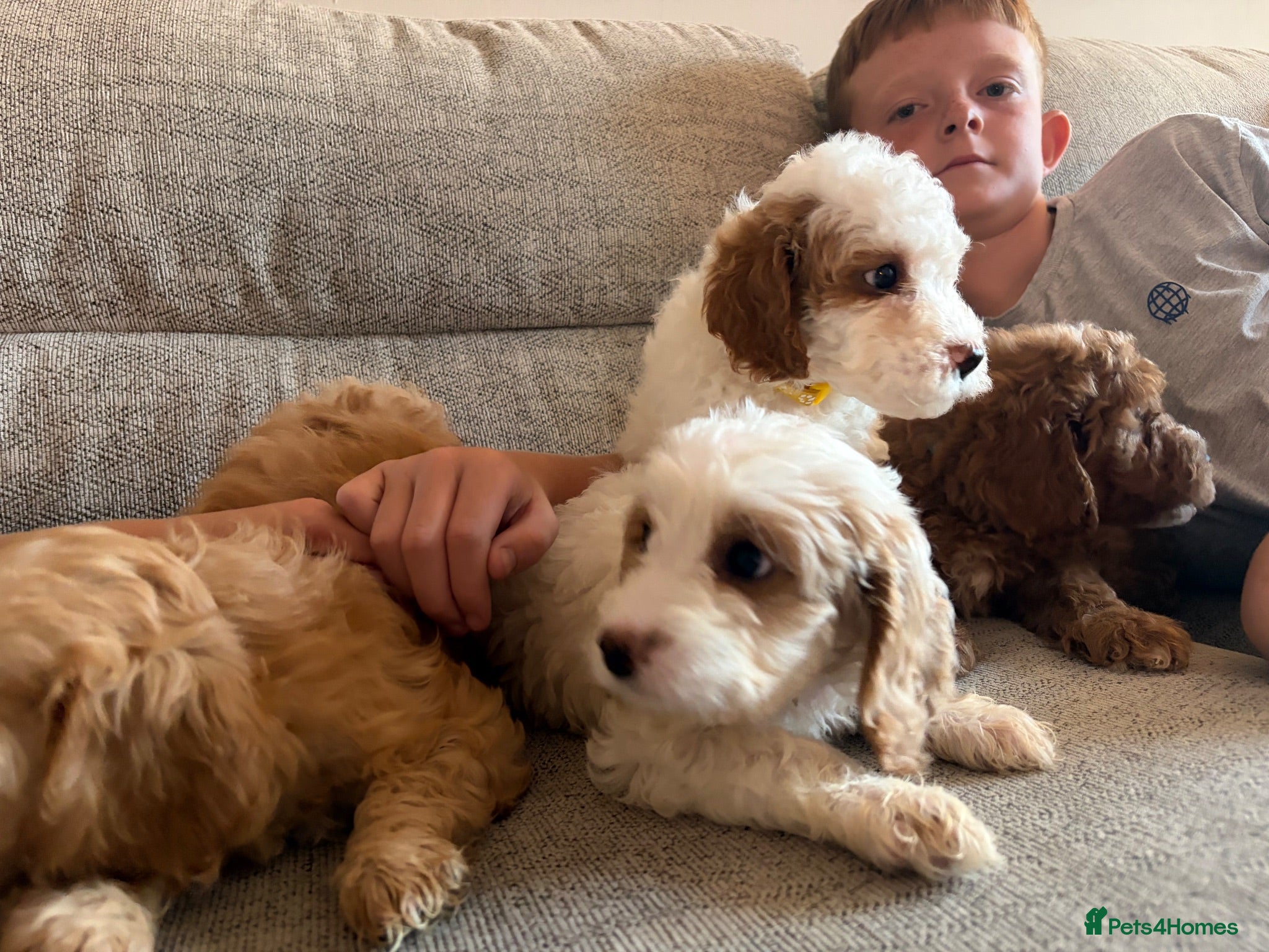Cavapoo dogs Gorgeous F1B Cavapoo puppies - Advert 2