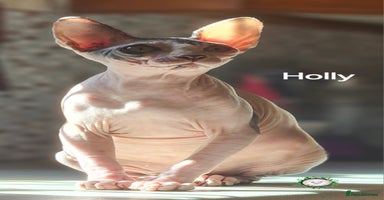 Sphynx cats - Advert 1
