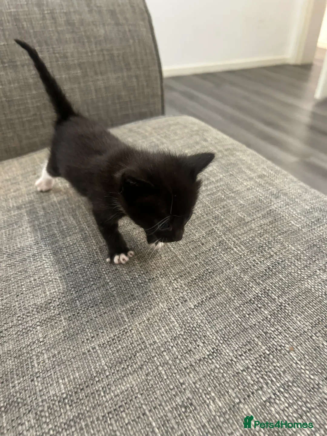 Mixed Breed cats for sale: British short hair x tabby  - Advert 2