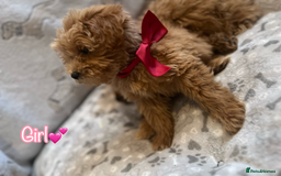 Miniature Poodle dogs for sale: 🐶 Miniature Poodle Puppies! 🐾 - Image 7