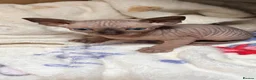 Sphynx cats for sale: Beautiful kittens sphinx  in Holsworthy - Advert 5