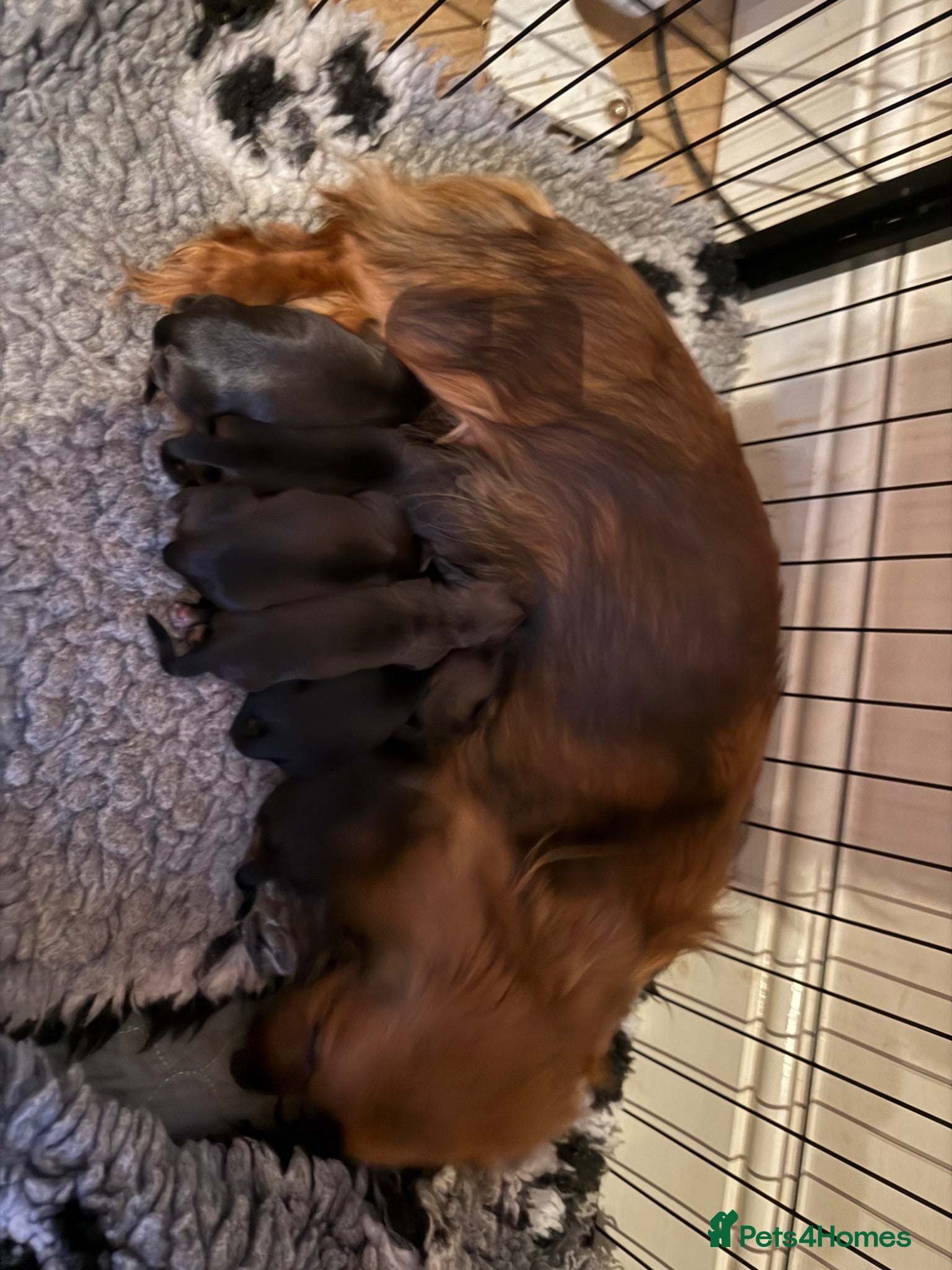 Miniature Dachshund dogs Kc registered miniature longhaired dachshunds   - Advert 2