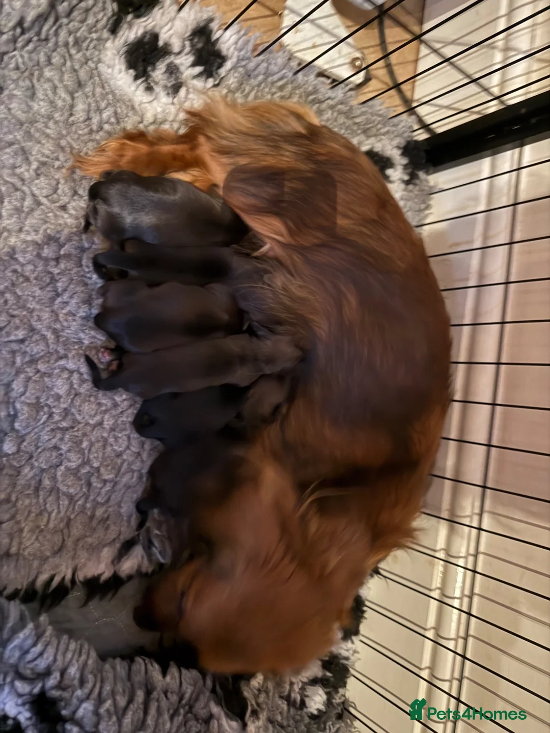 Miniature Dachshund dogs for sale: Kc registered miniature longhaired dachshunds   - Advert 2