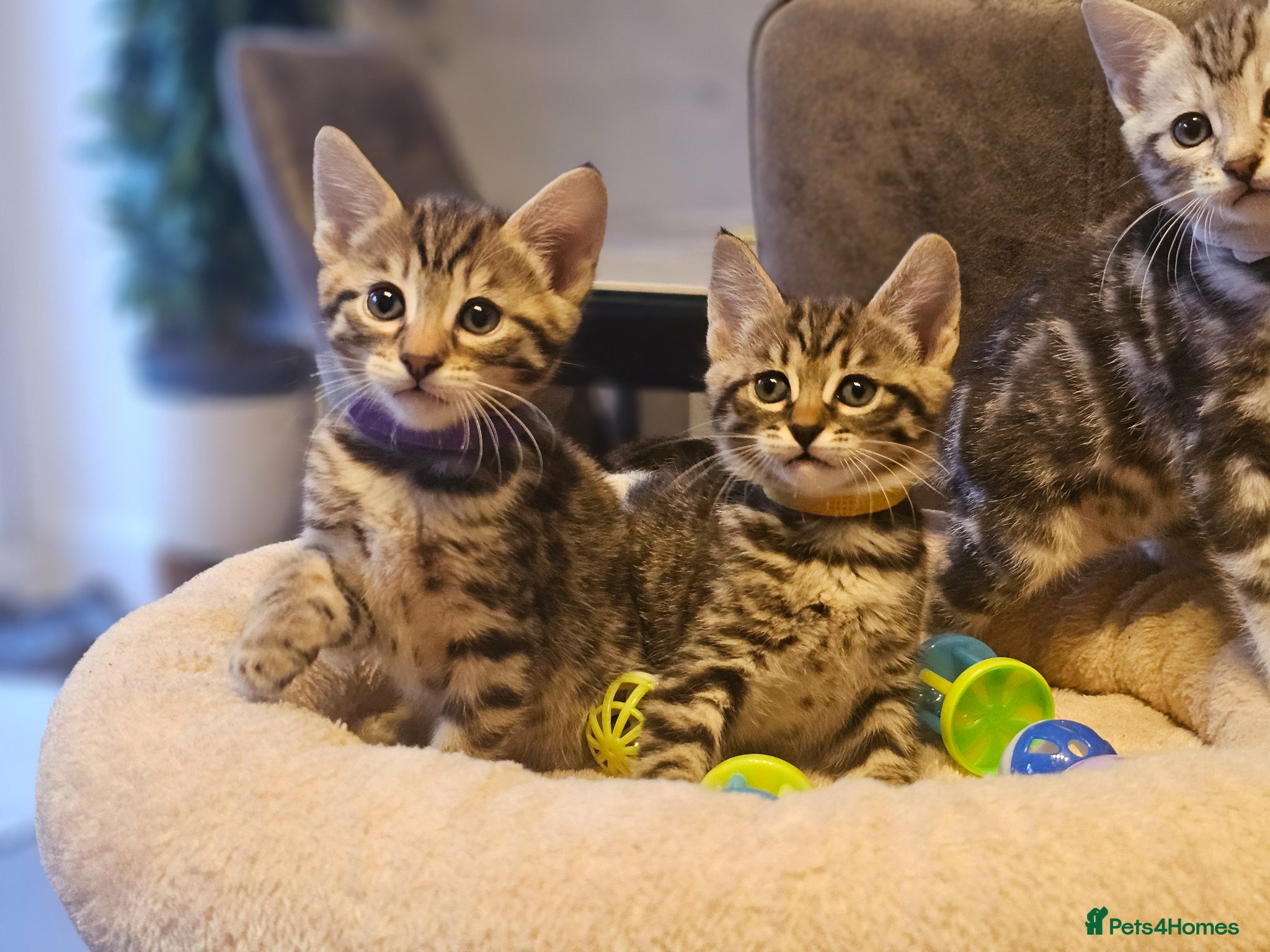 Savannah cats Savannah Kittens for Sale - Advert 17