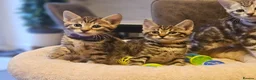 Savannah cats for sale: F3 Savannah Kittens for Sale - Advert 28