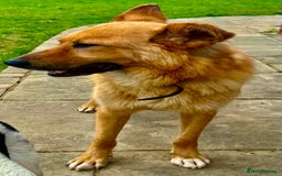 German Shepherd dogs for adoption: Ridgey – The Dog They Left Behind - Image 8