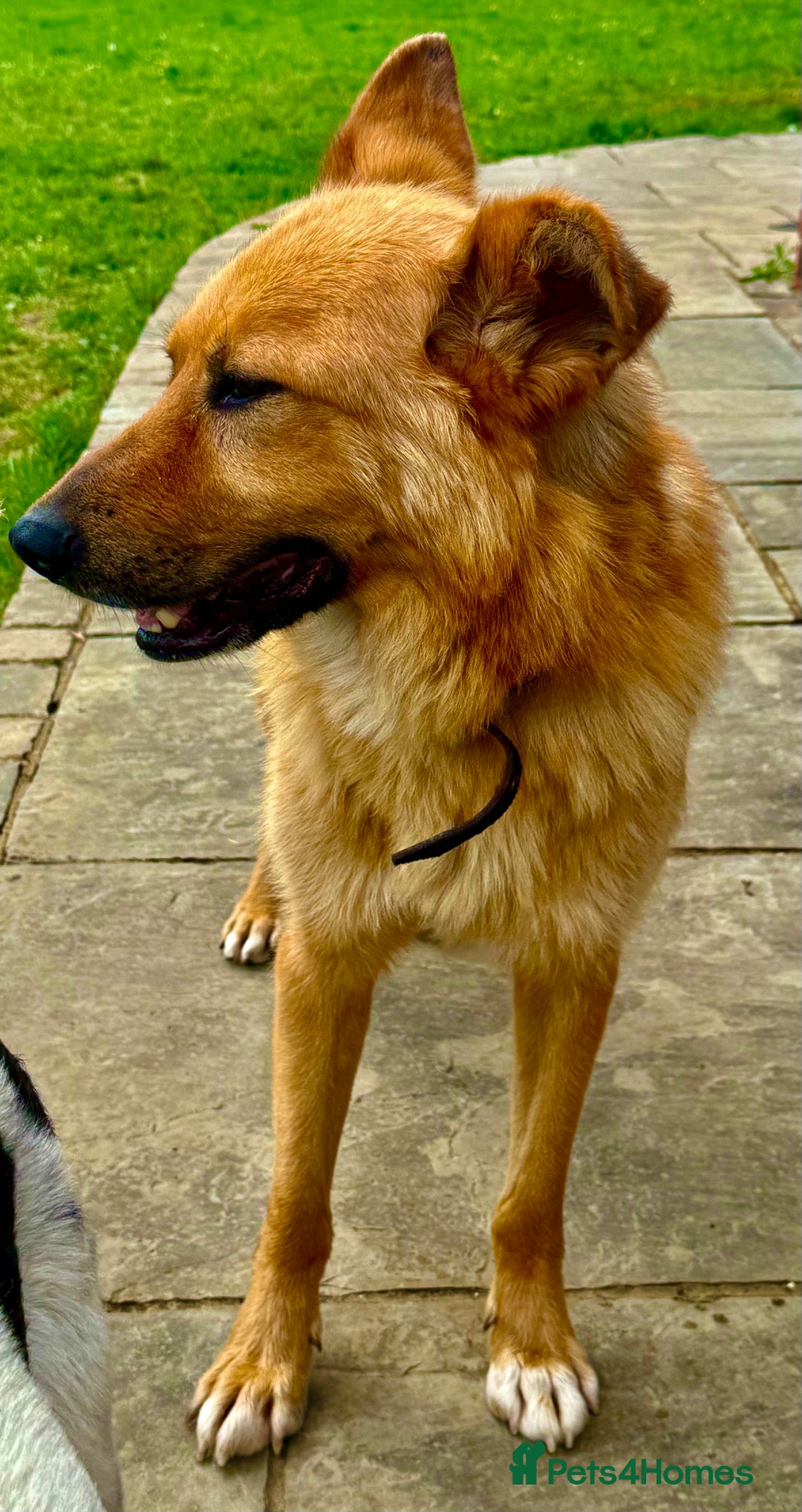 German Shepherd dogs for adoption: Ridgey – The Dog They Left Behind - Image 8