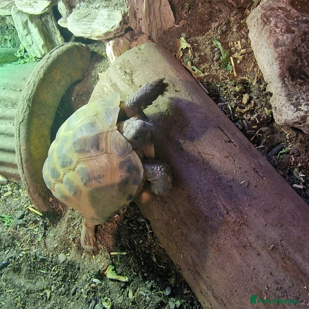 Tortoise reptiles for sale: Female tortoise  - Advert 2