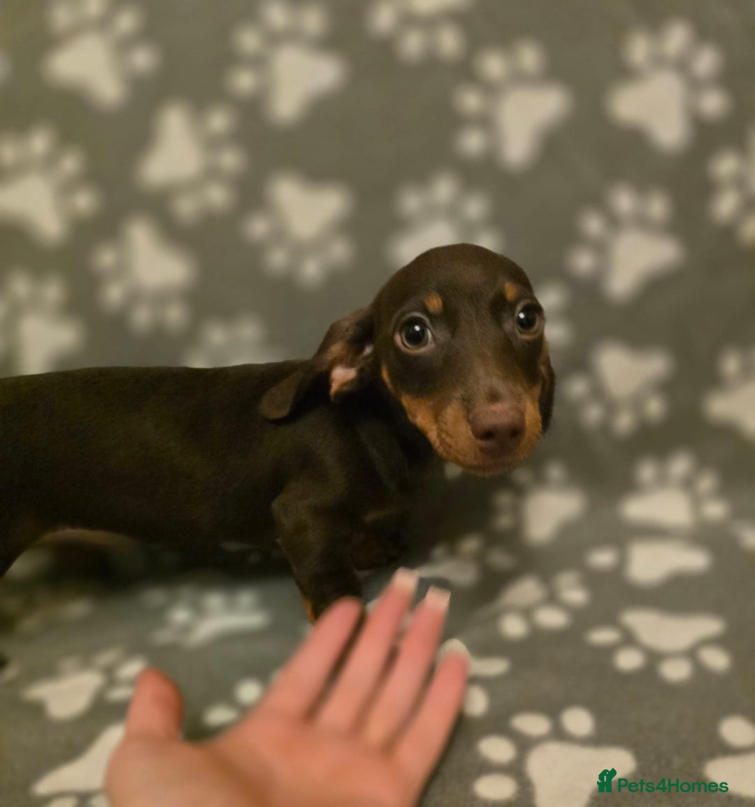 Miniature Dachshund dogs for sale: Miniature dachshund - Advert 10