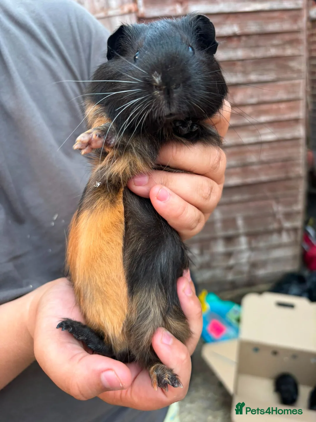 Guinea Pig rodents for sale: 4X Male Guinea Big Babies  - Advert 1