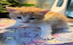 Khao Manee cats for sale: 6 kittens. 2 male and 4 female  - Image 10