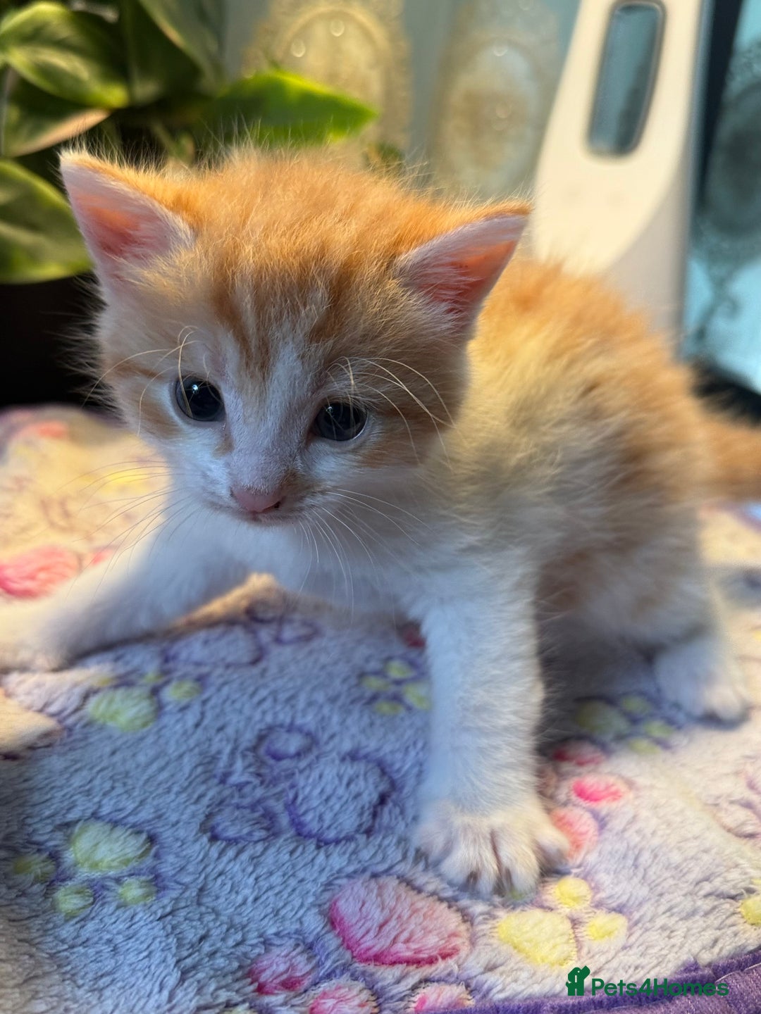 Khao Manee cats for sale: 6 kittens. 2 male and 4 female  - Image 10