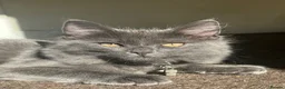 Mixed Breed cats for sale: 5 month kitten in Hereford - Advert 2
