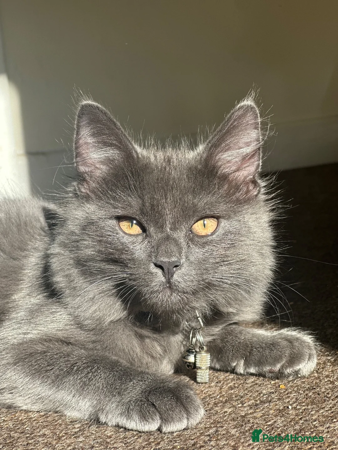 Mixed Breed cats for sale: 5 month kitten in Hereford - Advert 2
