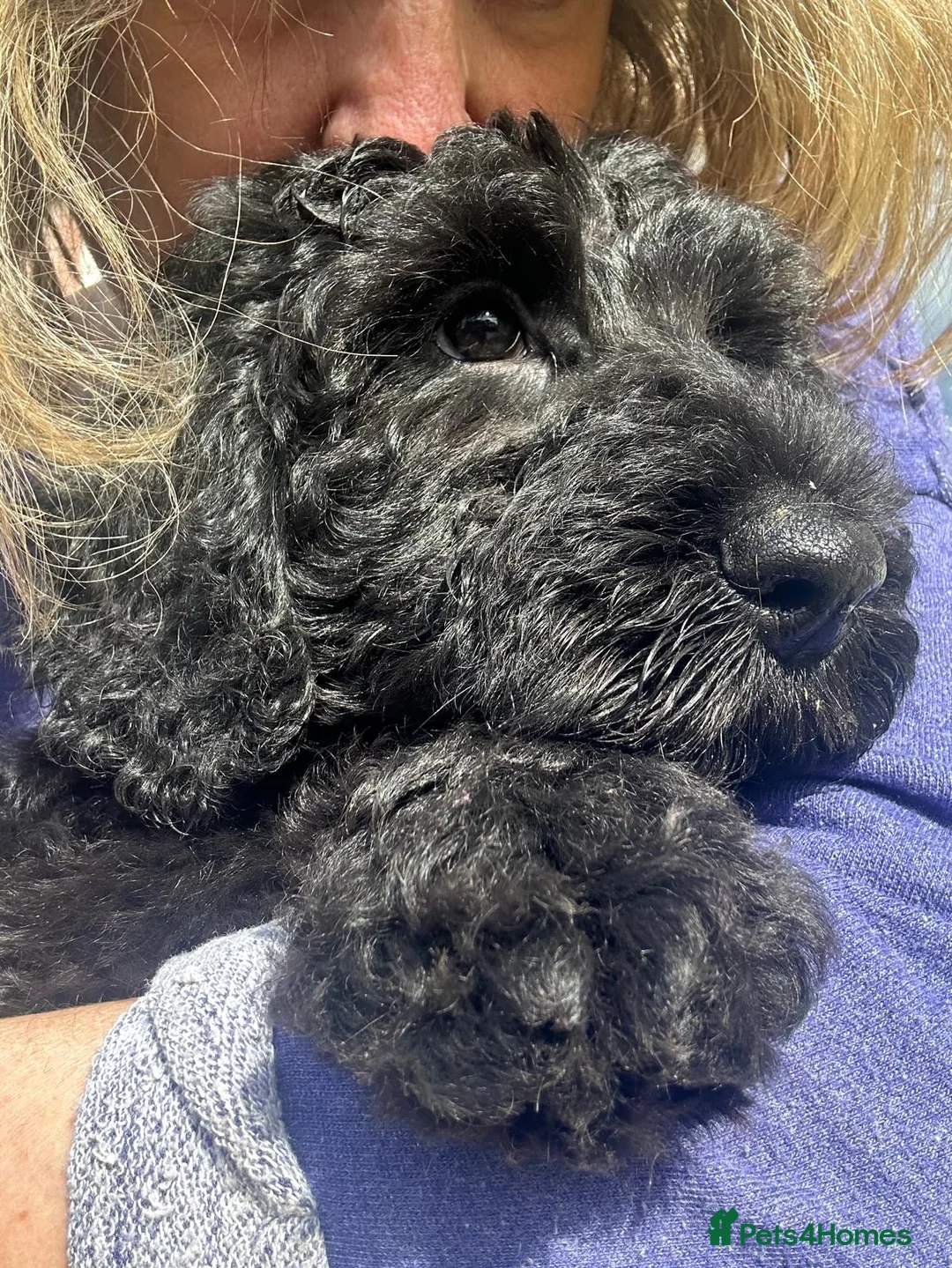 Australian Labradoodle dogs for sale: Puppies Ready Now - Advert 2