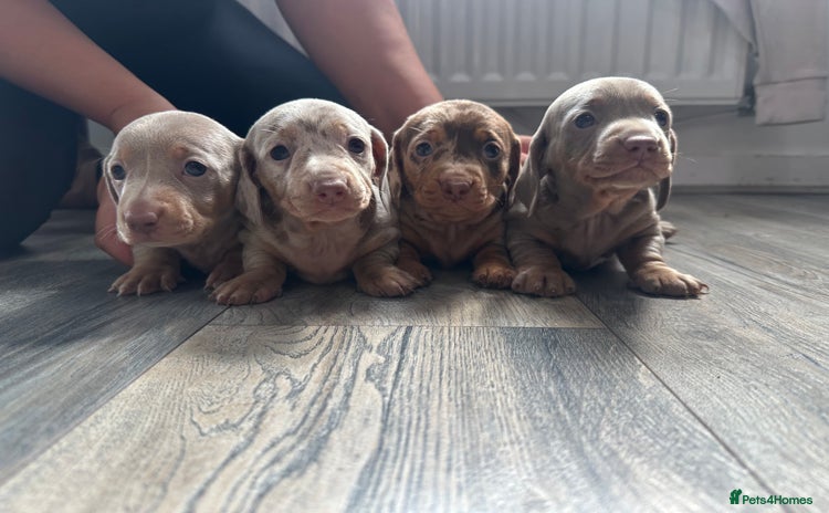 Miniature Dachshund dogs - Advert 8