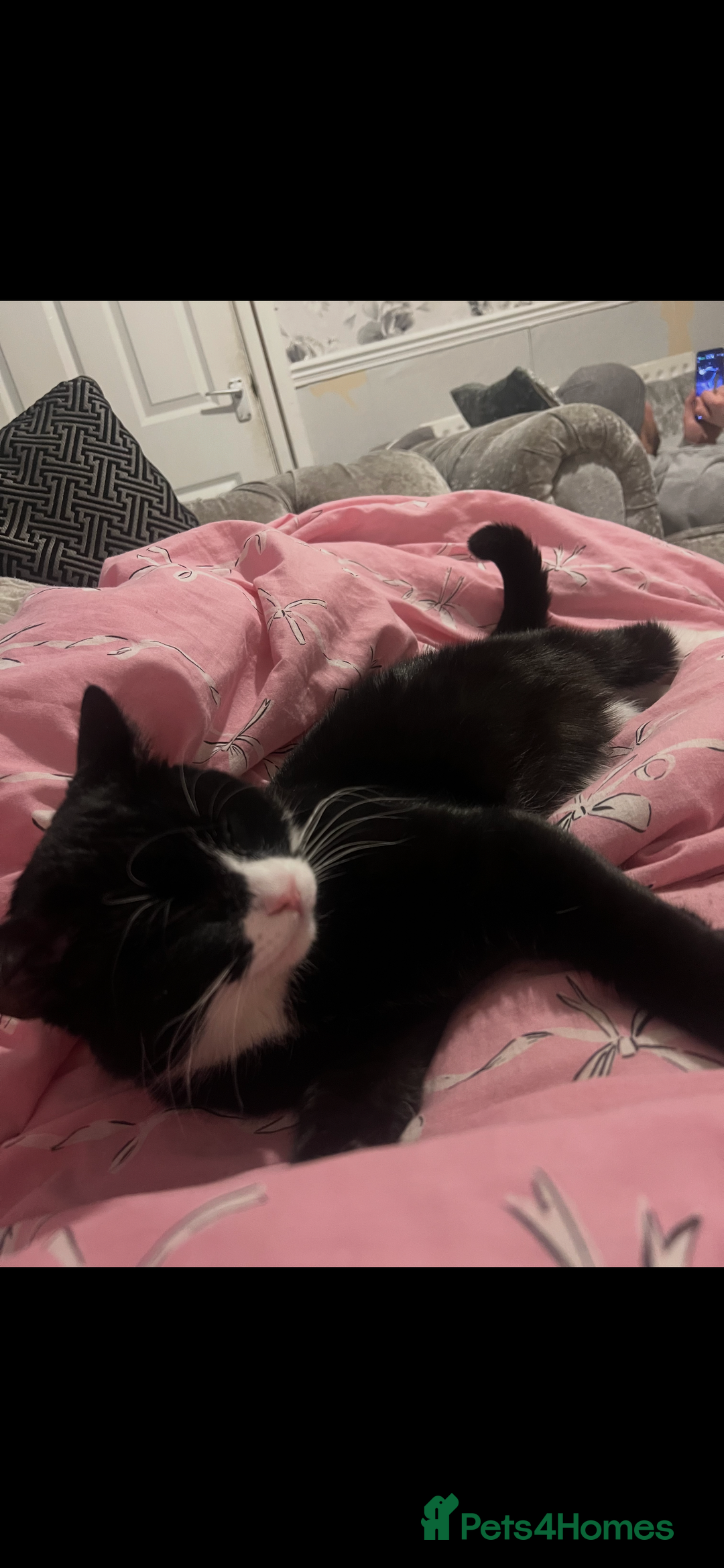 Mixed Breed cats for sale: Male Black & White Kitten - Advert 2