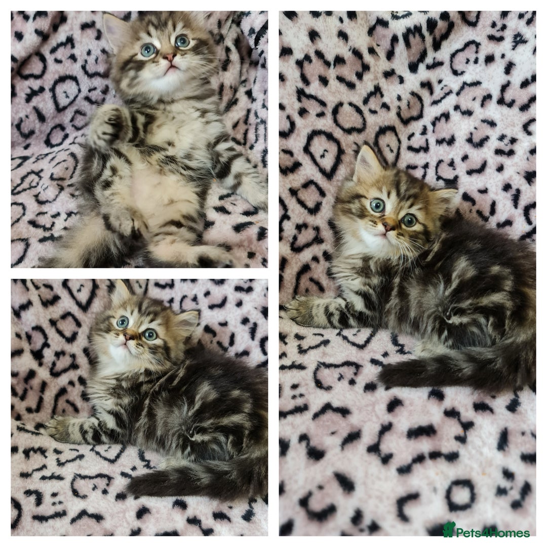 Perdoll cats for sale: Perdoll Kittens only boys - Image 4