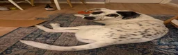 Mixed Breed dogs for adoption: Flipper for adoption in London - Advert 4