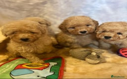 Cavapoo dogs for sale: Cavapoo mixed litter  - Image 9