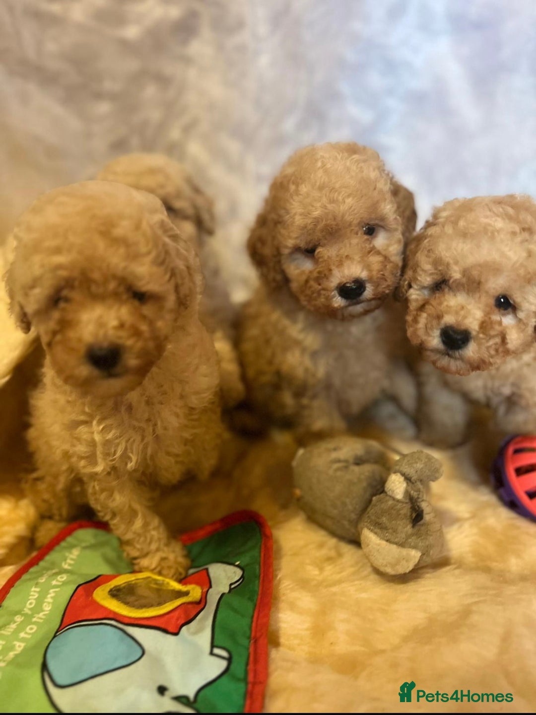 Cavapoo dogs for sale: Cavapoo mixed litter  - Image 9