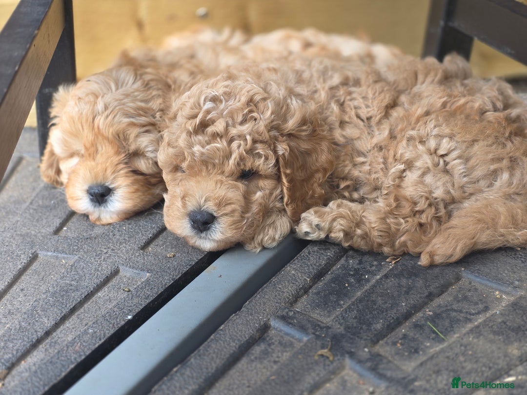 Cavapoo dogs for sale: F1b Toy Cavapoo Puppy last little Girl - Image 10