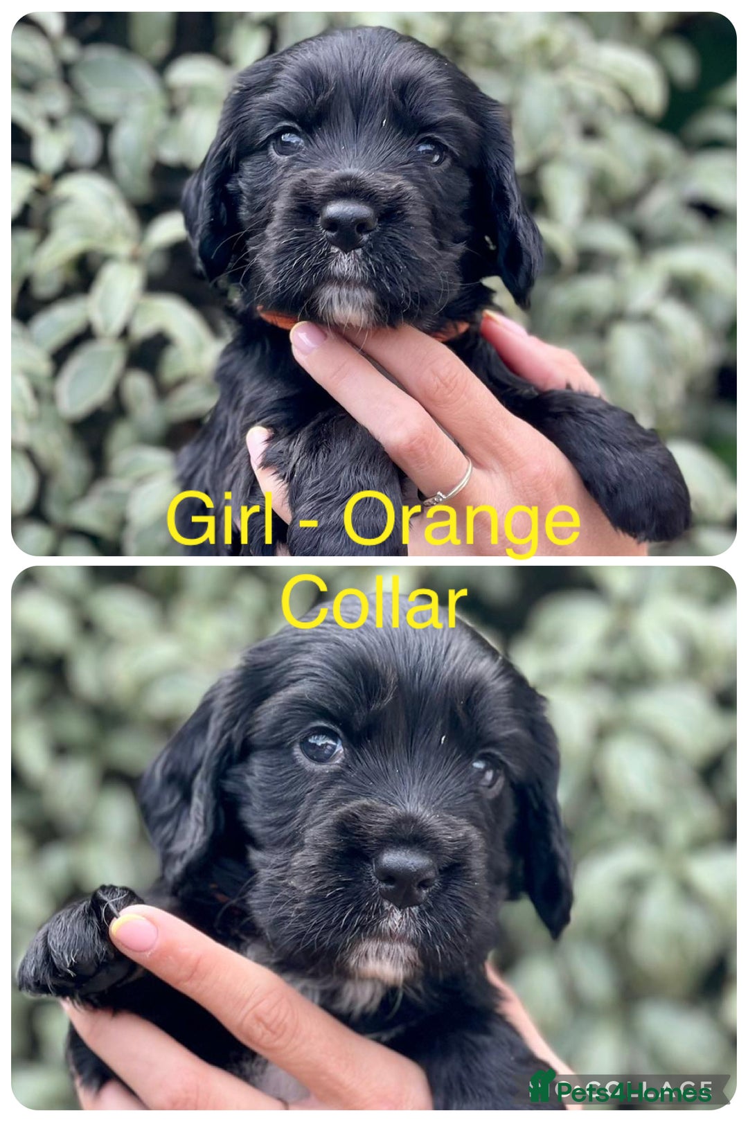 Sprocker dogs for sale: Exceptionally Bred F1 Sprockers from FTCH lines - Image 10
