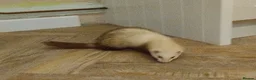 Ferret rodents for sale: Ferret with large home  in Richmond - Advert 1