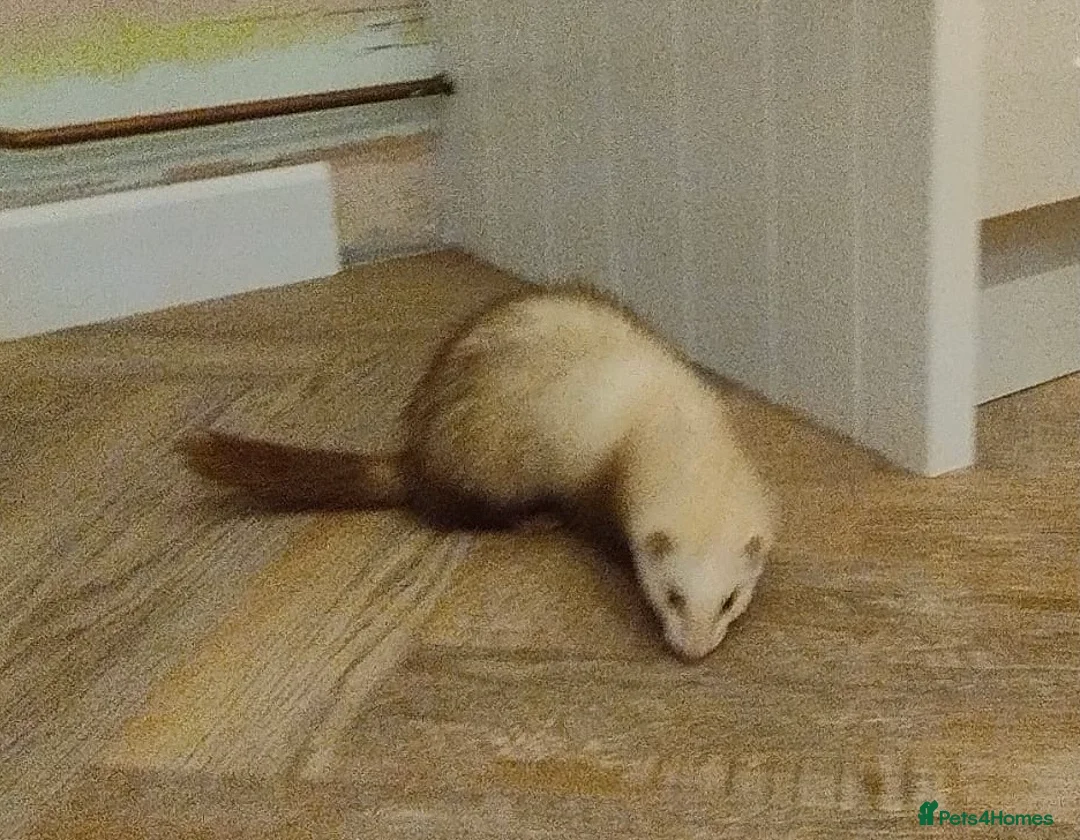 Ferret rodents for sale: Ferret with large home  in Richmond - Advert 1