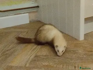 Ferret rodents Ferret with large home in Richmond - Advert 1