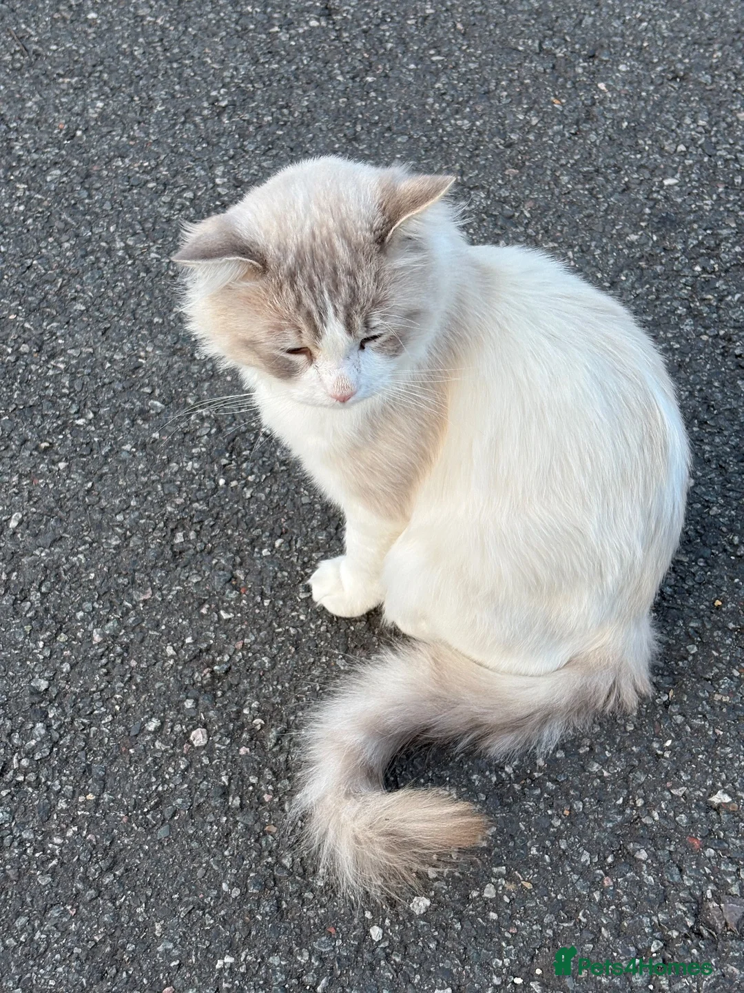 Ragdoll cats for sale: Ragdoll kittens  - Advert 6