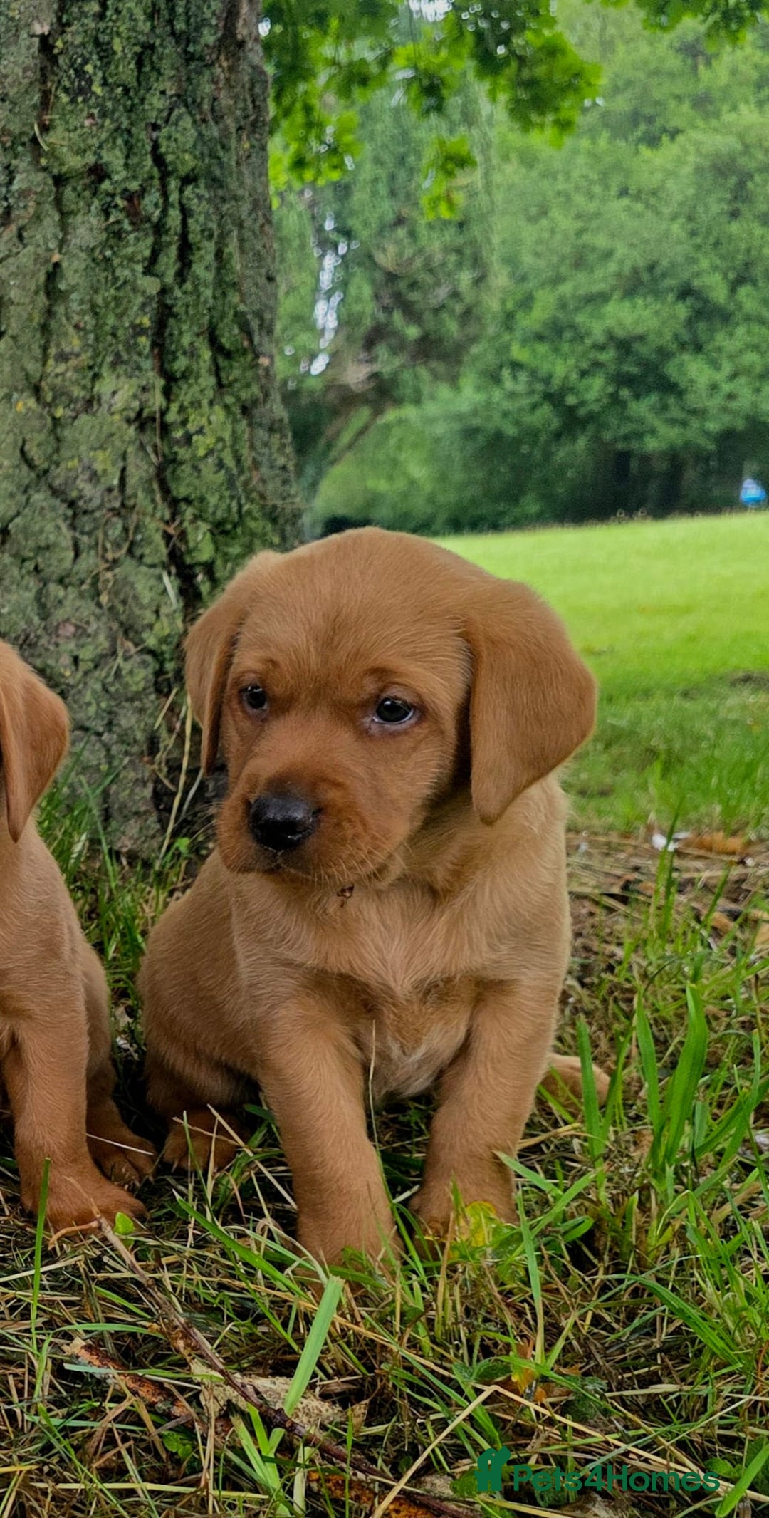 Labrador Retriever dogs for sale: Fox red labrador puppies - Image 24