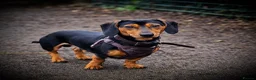 Miniature Dachshund dogs for stud: Ready for Stud  - Advert 6