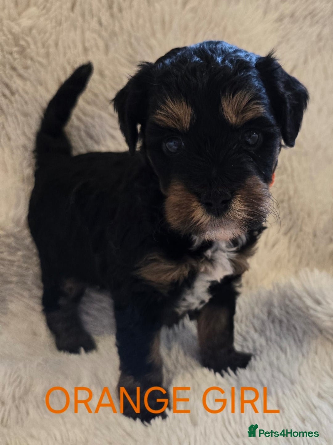 Tibetan Terrier dogs for sale: Adorable fluffy TToodle puppies  - Image 30