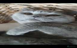 British Shorthair cats for sale: Impressive Pedigree BSH Kittens  - Image 10
