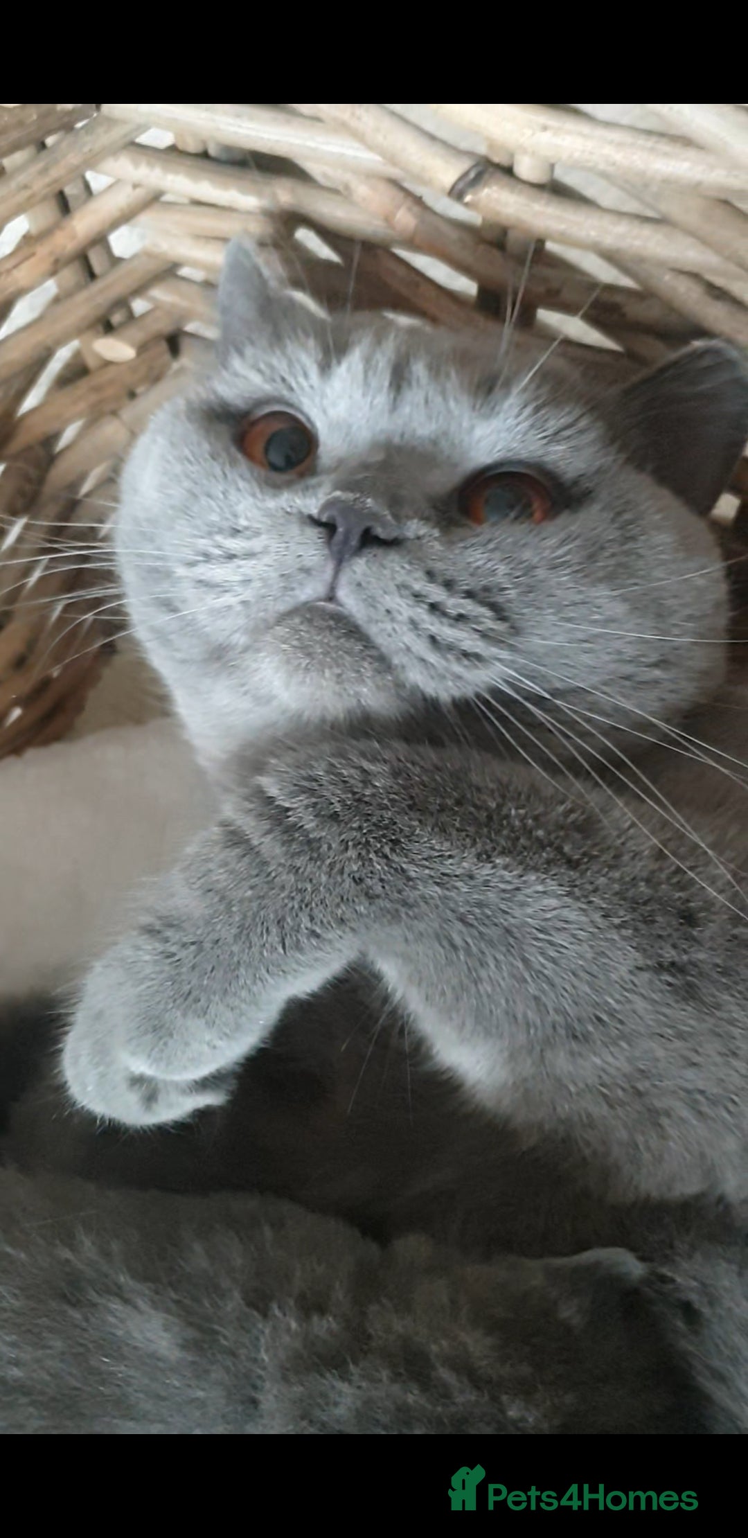 British Shorthair cats for sale: Impressive Pedigree BSH Kittens  - Image 10