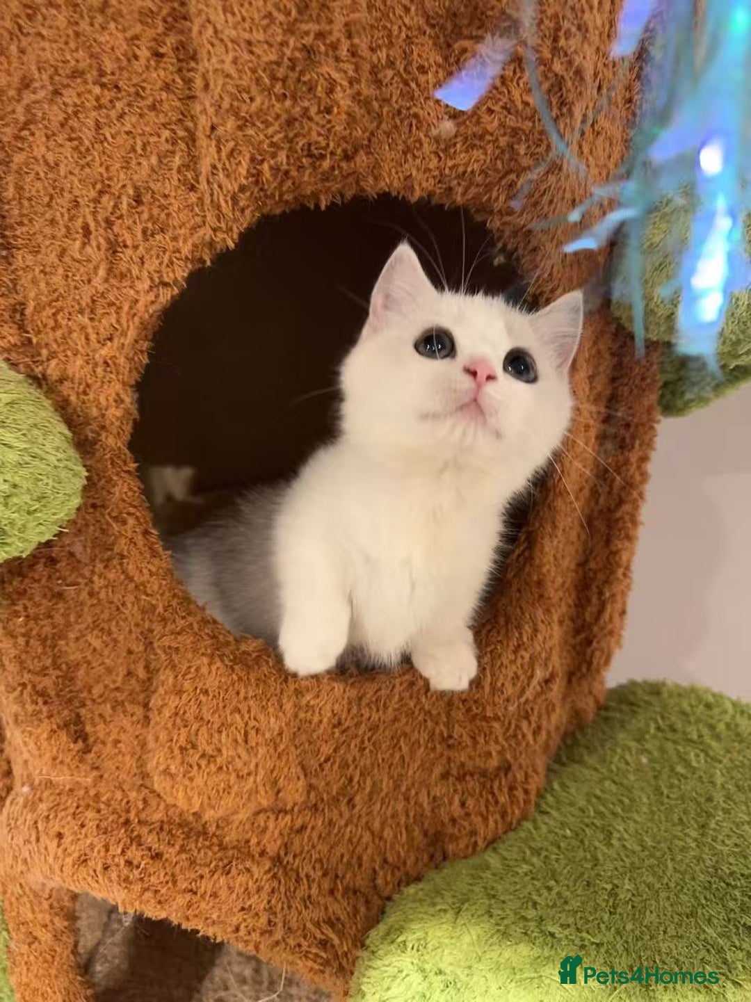 Munchkin cats for sale: Super stunning & rare Minuet - Advert 39