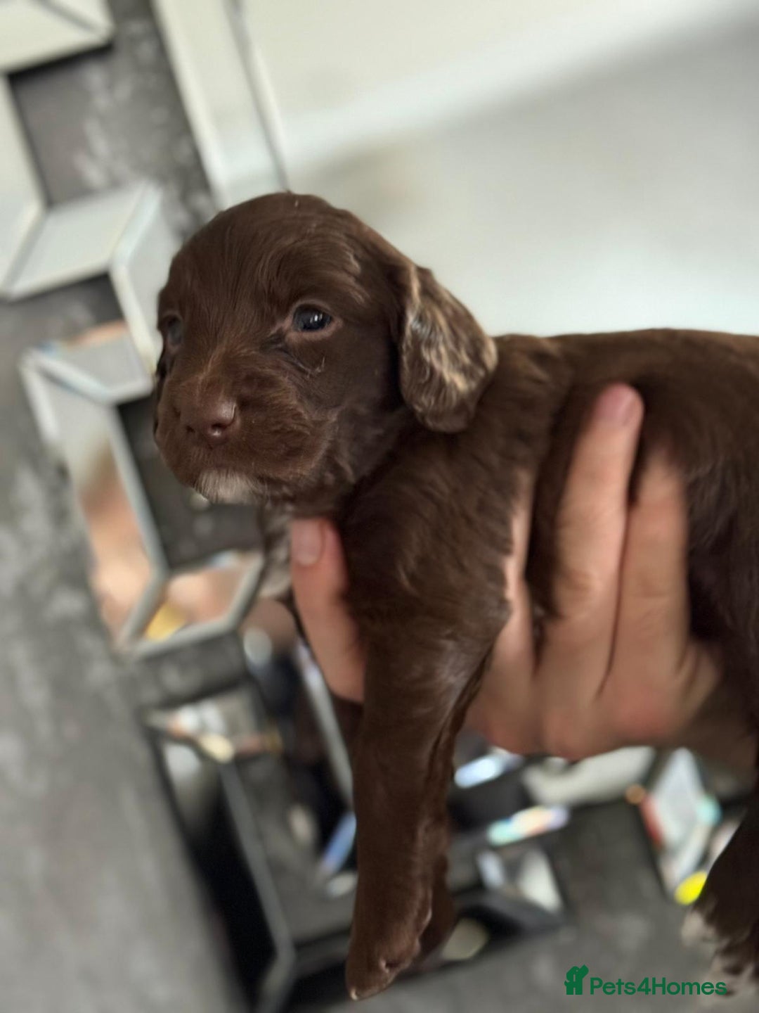 Cockapoo dogs for sale: Cockapoo puppies  - Image 15